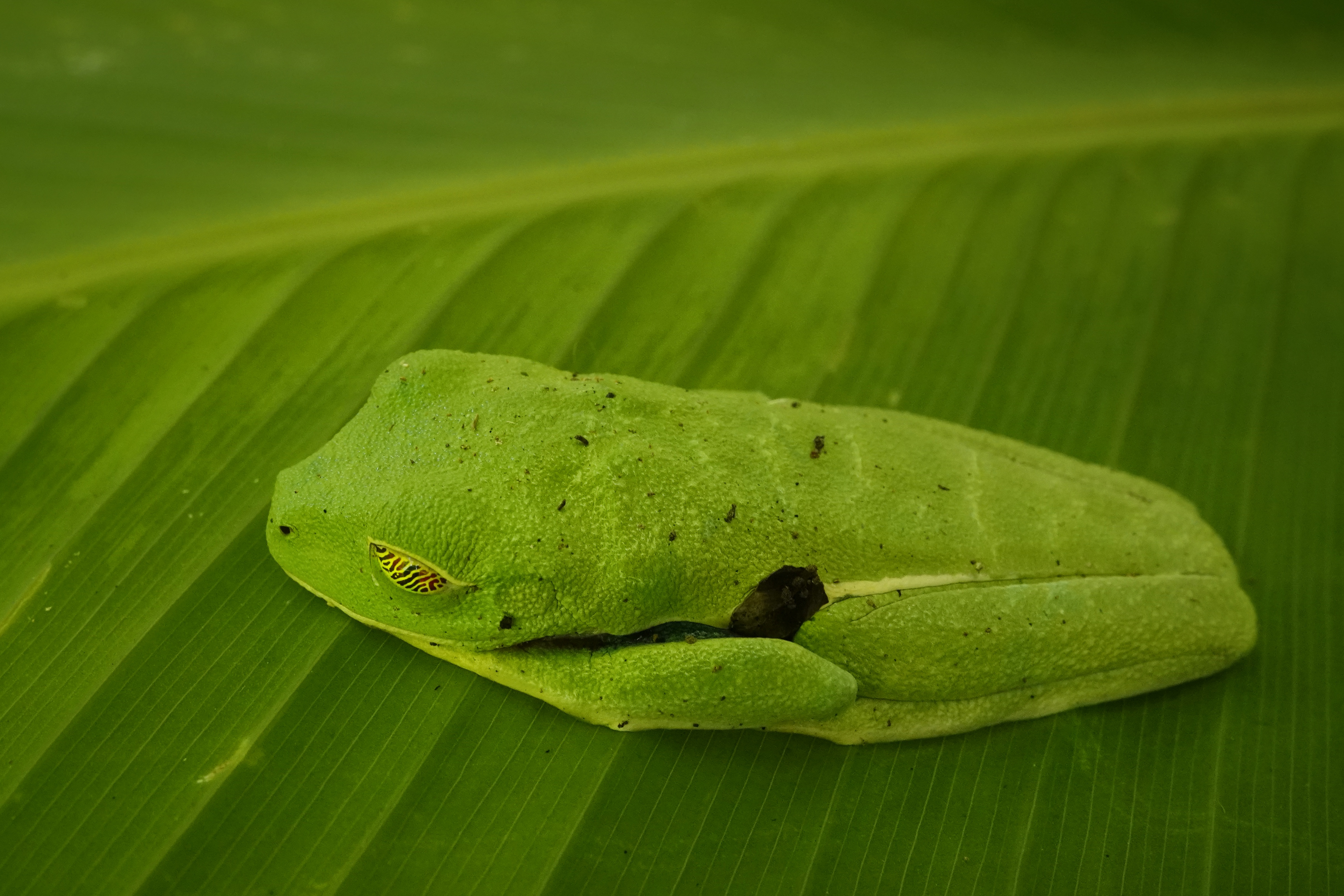 Petite grenouille verte dissimulée sur une feuille
